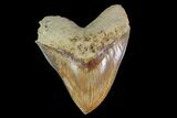 Serrated, Indonesian Megalodon Tooth - Restored Root #154645-1